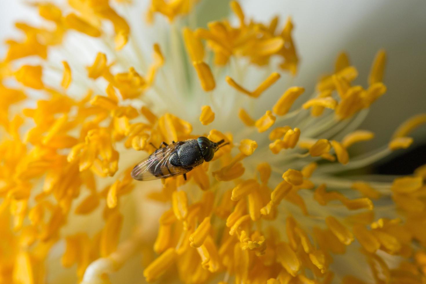 ape su un fiore giallo foto