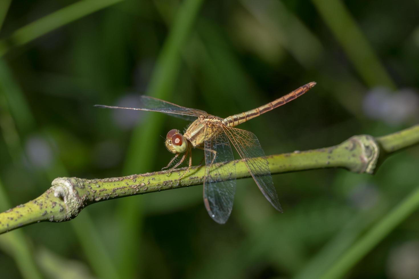 primo piano di una libellula foto