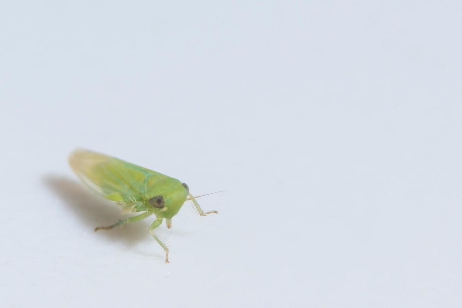 leafhopper su sfondo bianco foto