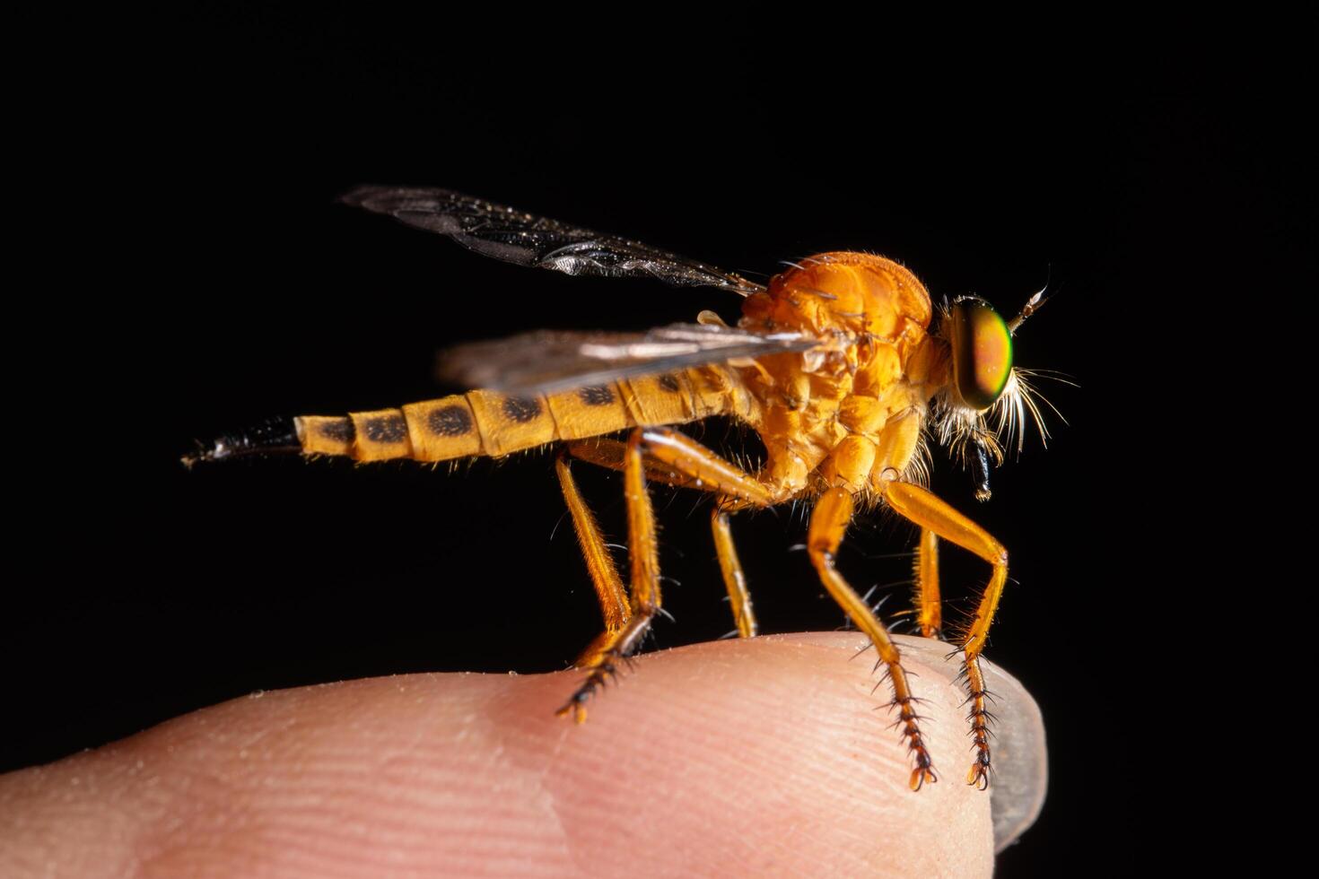 mosca rapinatrice, foto macro