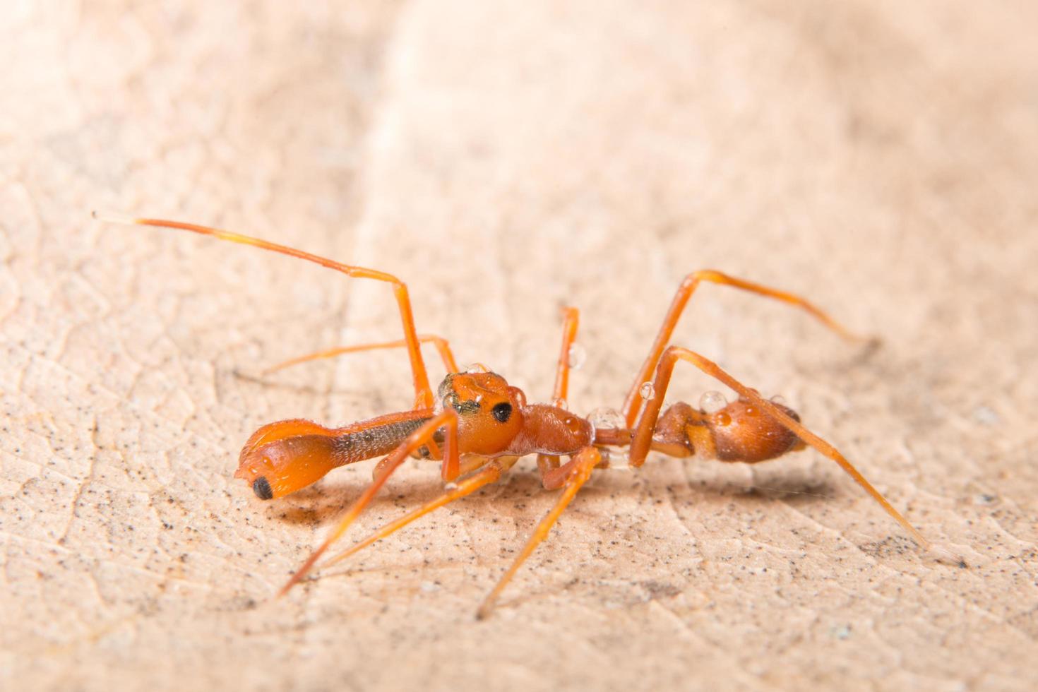 ragno saltatore a forma di formica kerengga foto