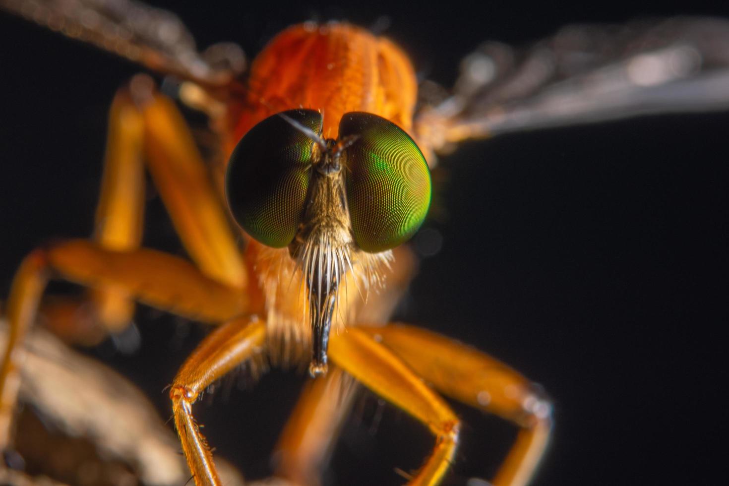 mosca rapinatrice, foto macro