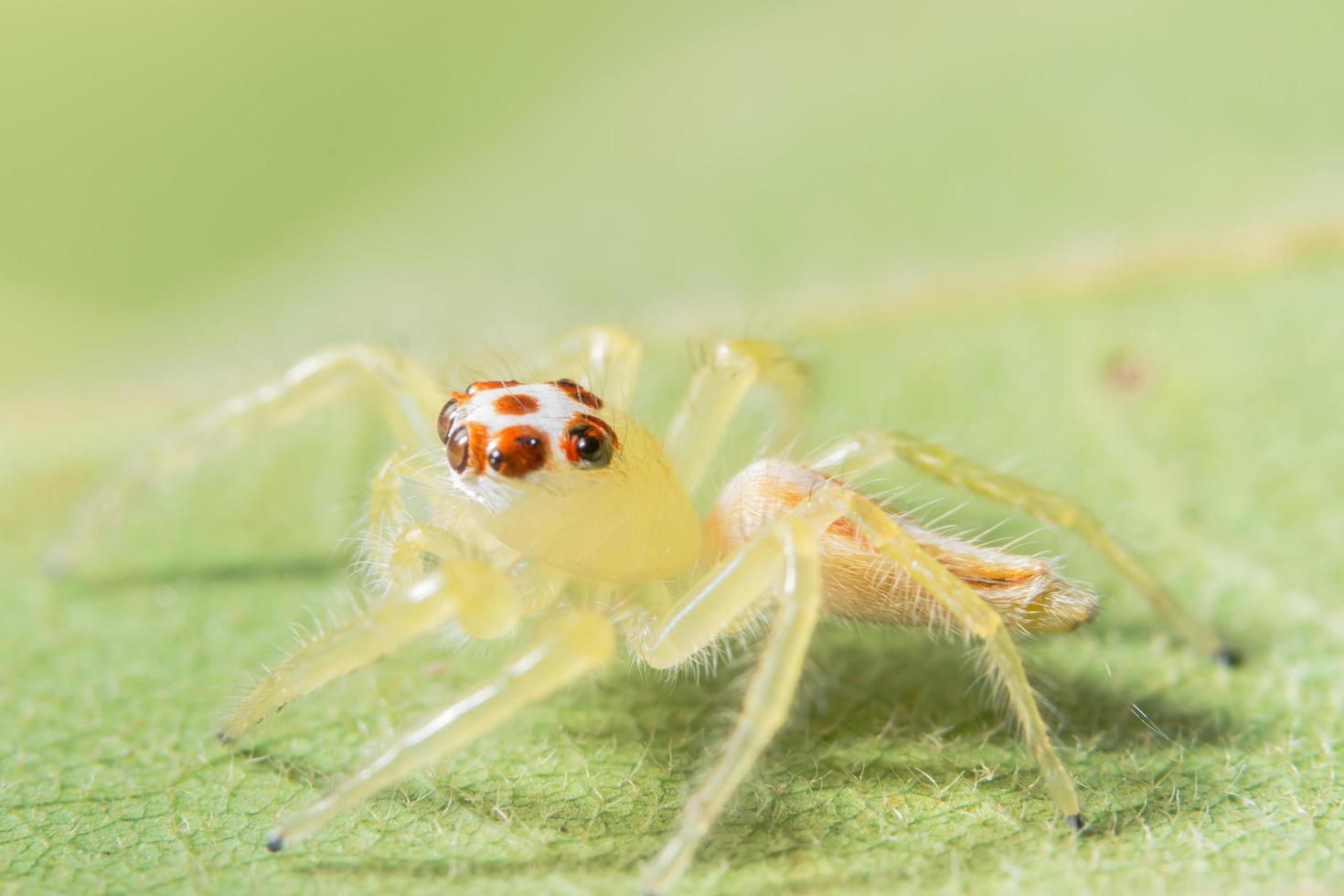 ragno giallo su foglia verde foto