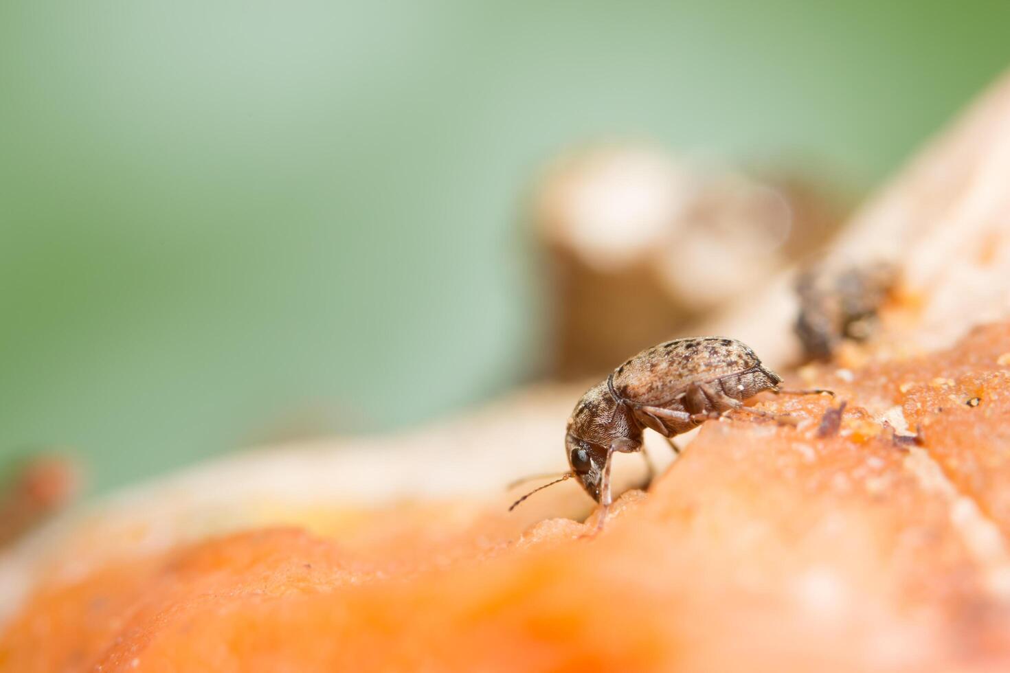 primo piano dell'insetto di curculionoidea foto