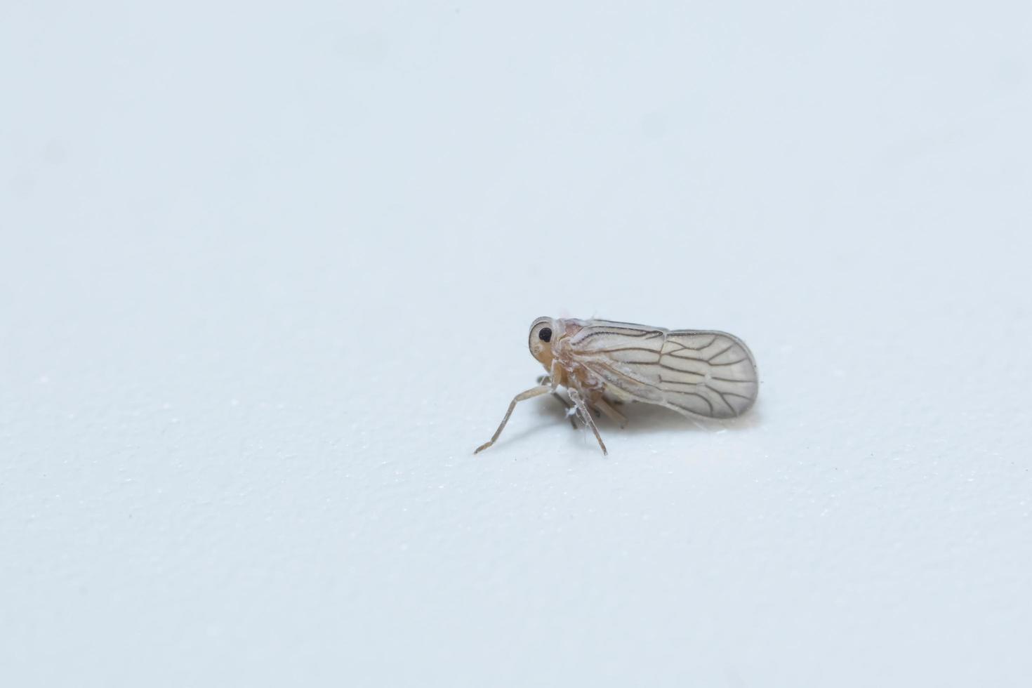 leafhopper su sfondo bianco foto