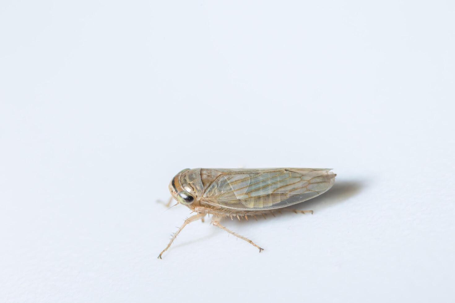 leafhopper su sfondo bianco foto