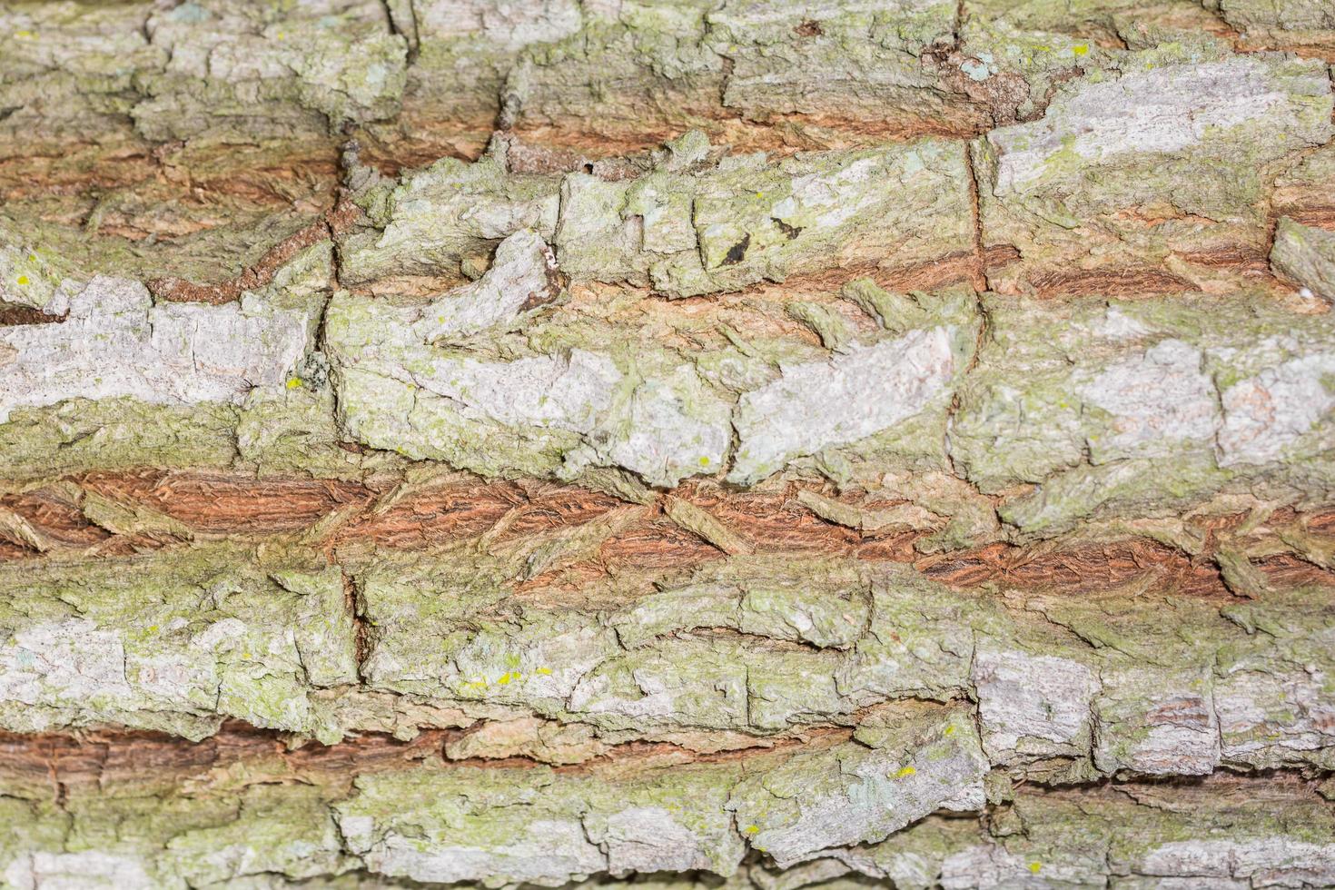 struttura di legno foto