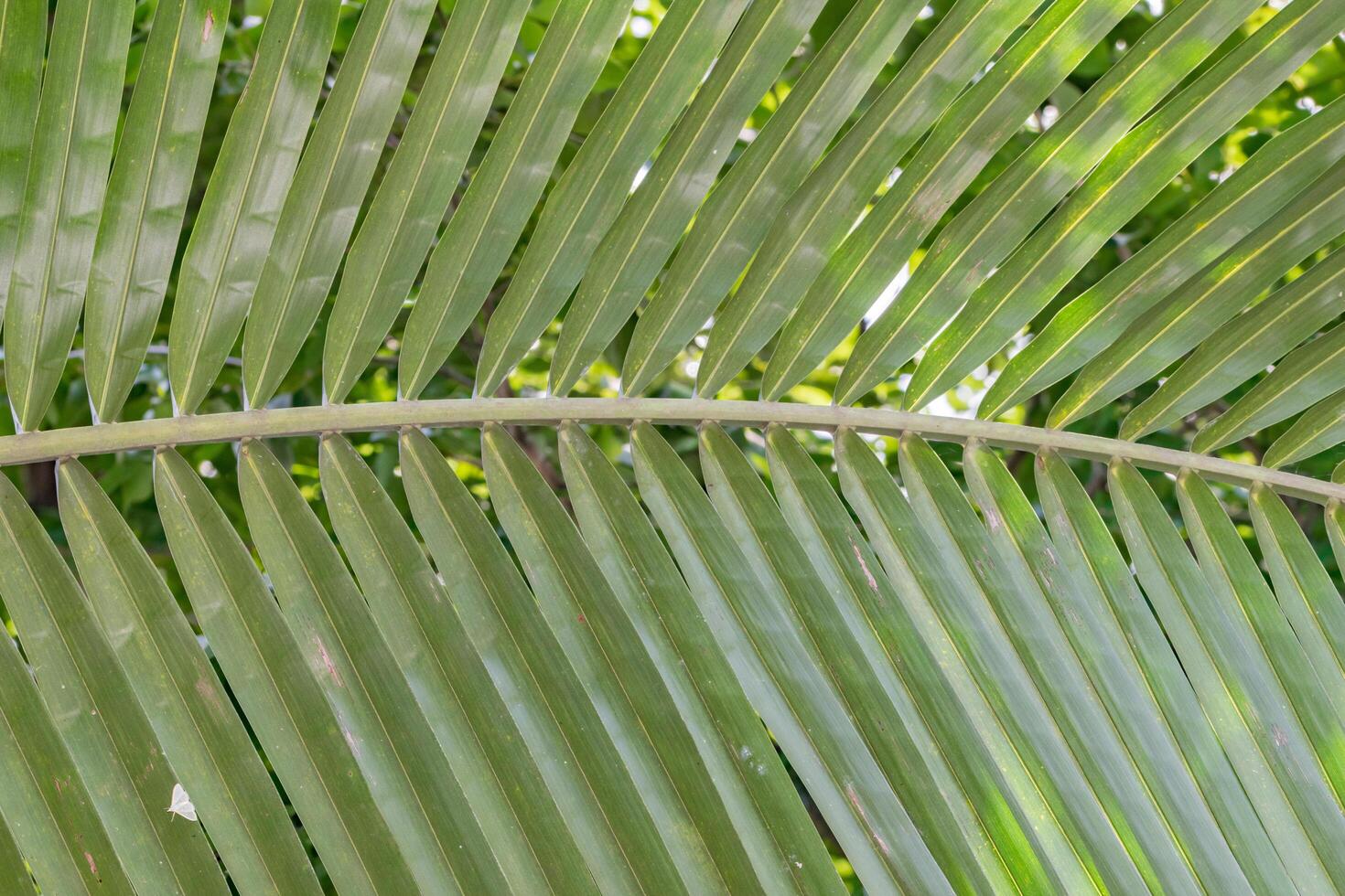 primo piano foglia verde foto