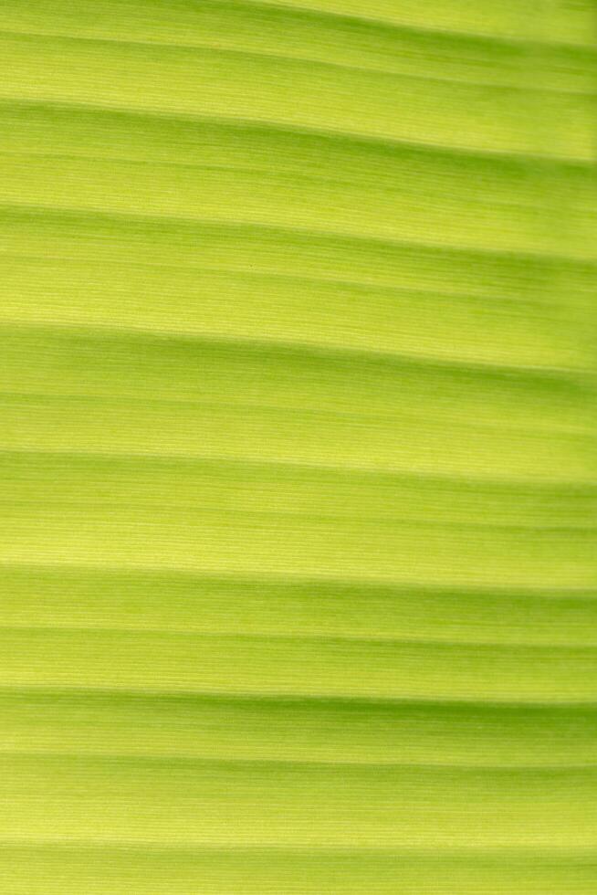 foglia verde, foto in primo piano