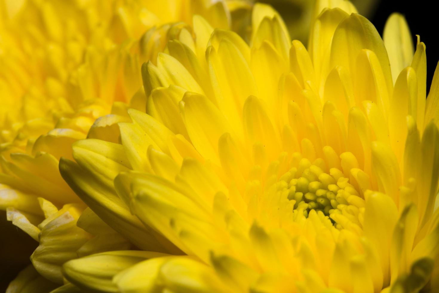 fiore di crisantemo giallo foto