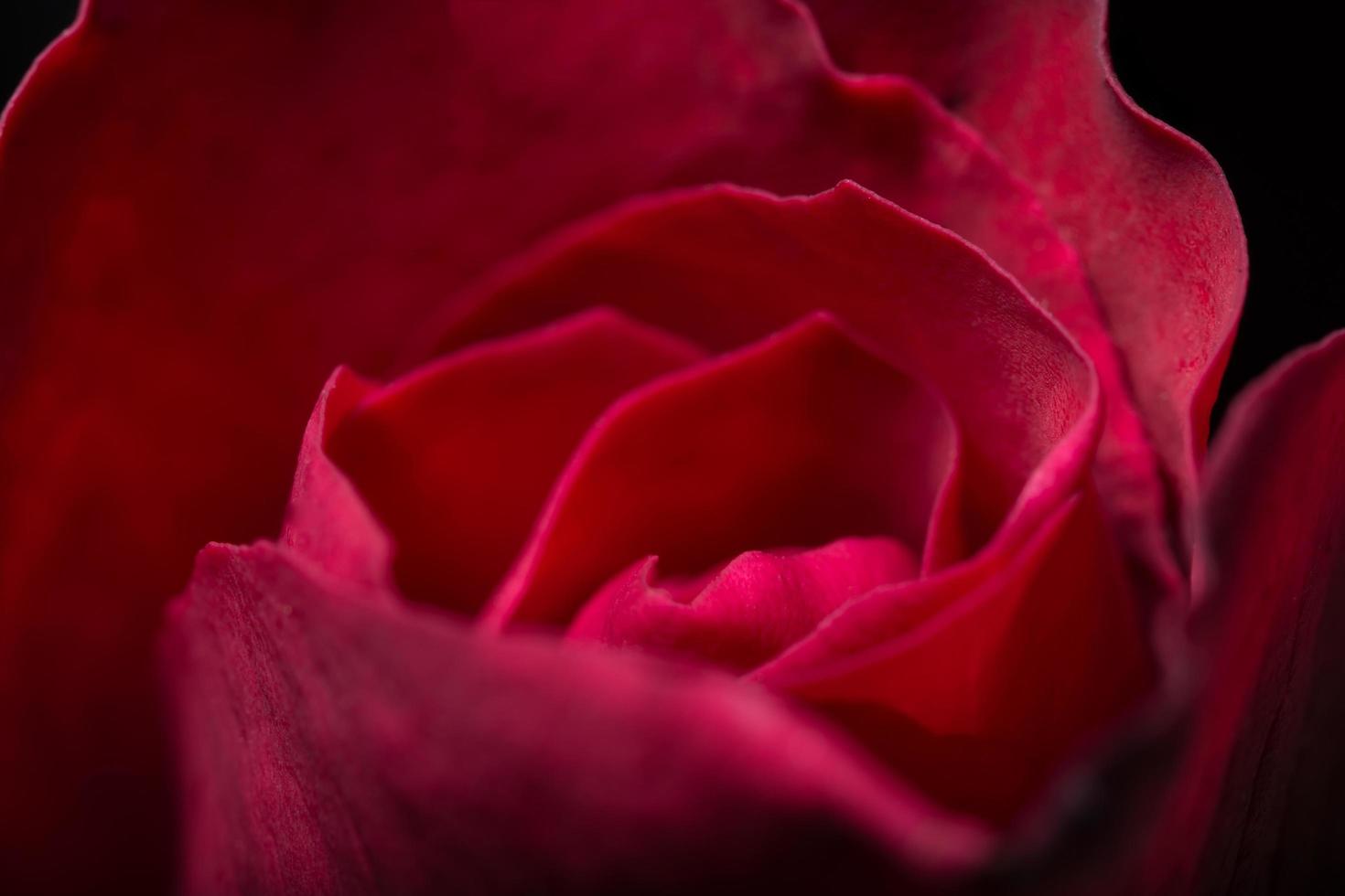 belle rose rosse, primo piano foto