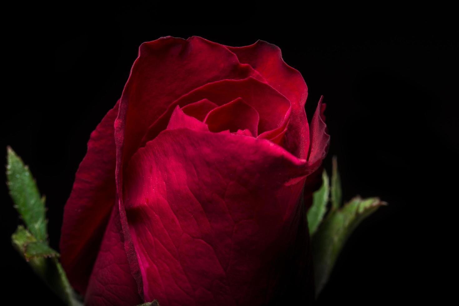 belle rose rosse su sfondo nero foto