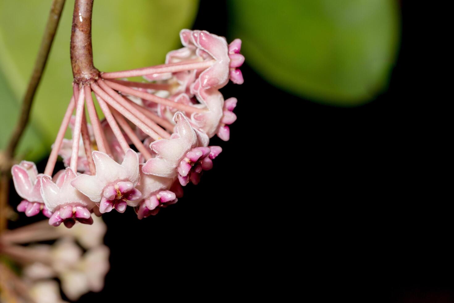 primo piano del fiore di hoya foto