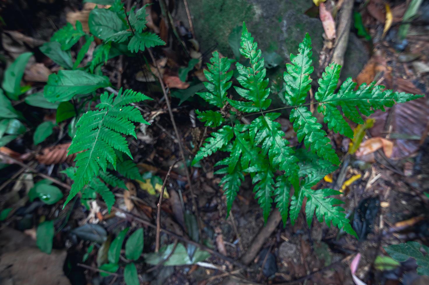 lussureggiante vegetazione della foresta tropicale foto