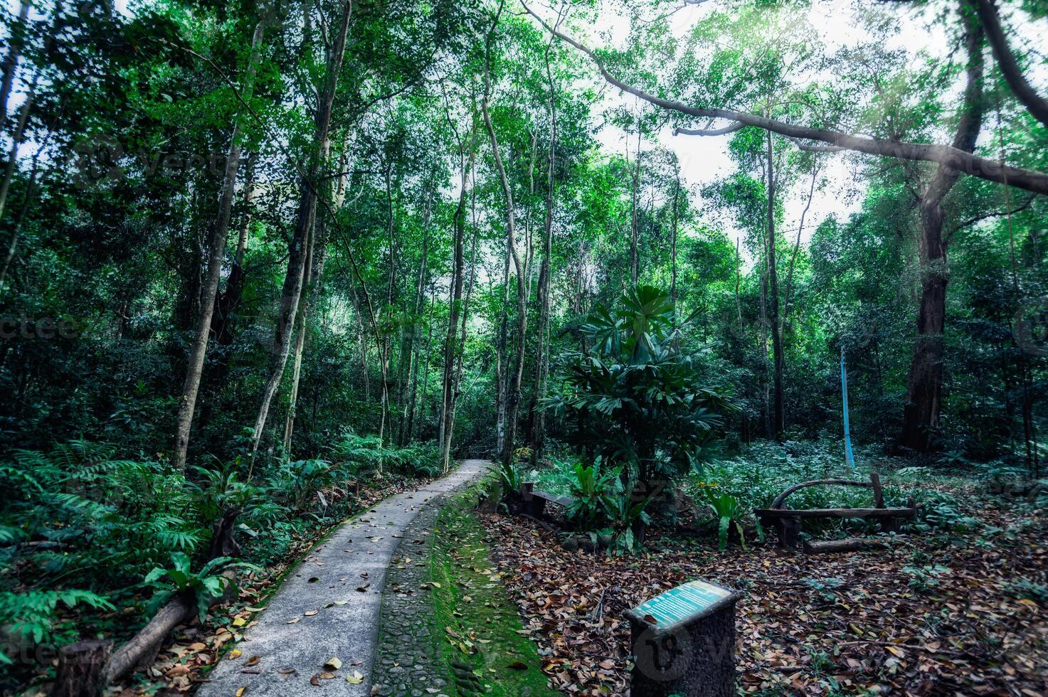 lussureggiante vegetazione della foresta tropicale foto