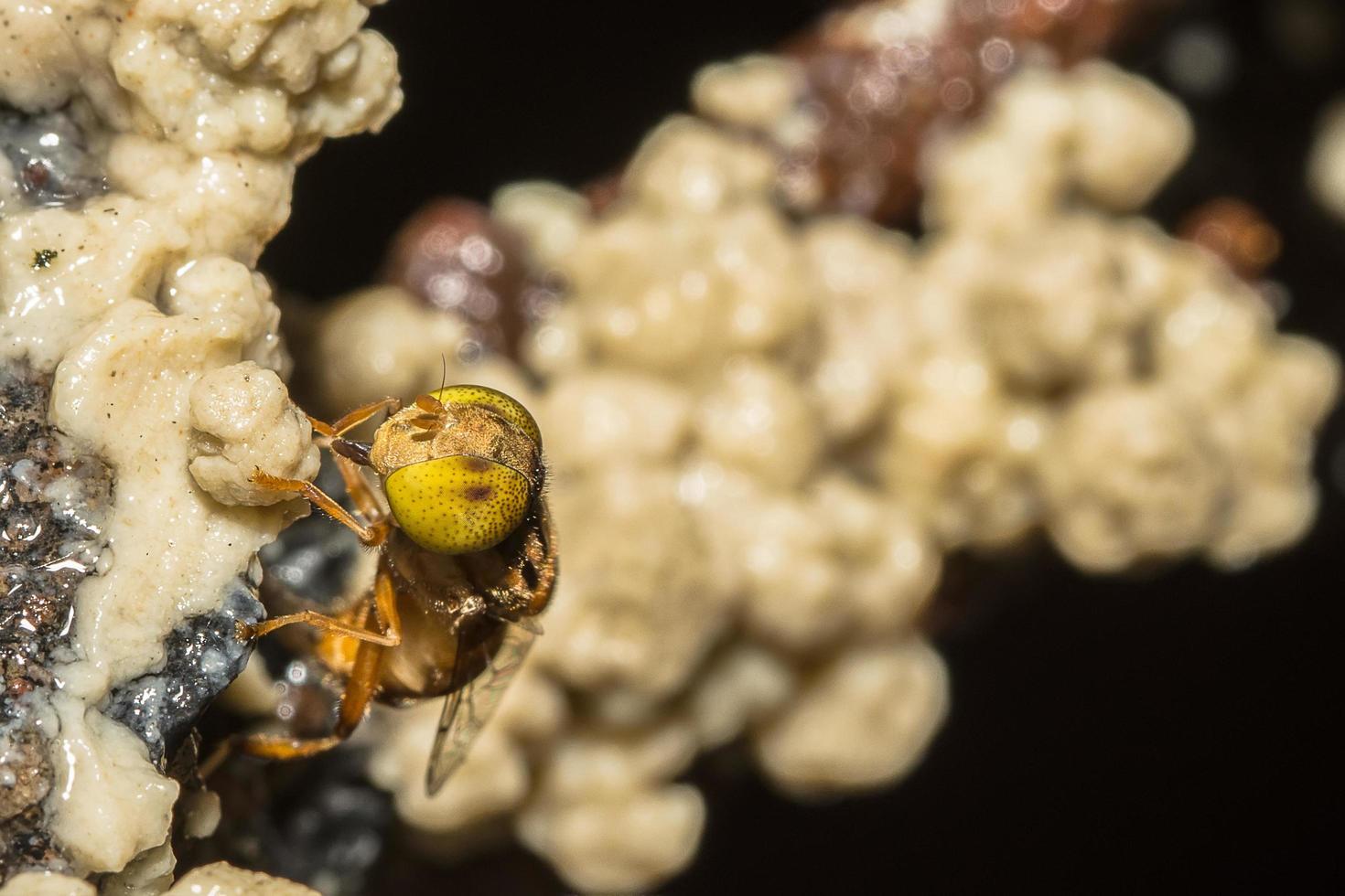 tabanus sulcifrons insetto, close-up foto