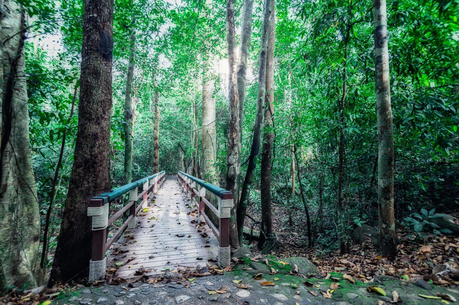 lussureggiante vegetazione della foresta tropicale foto