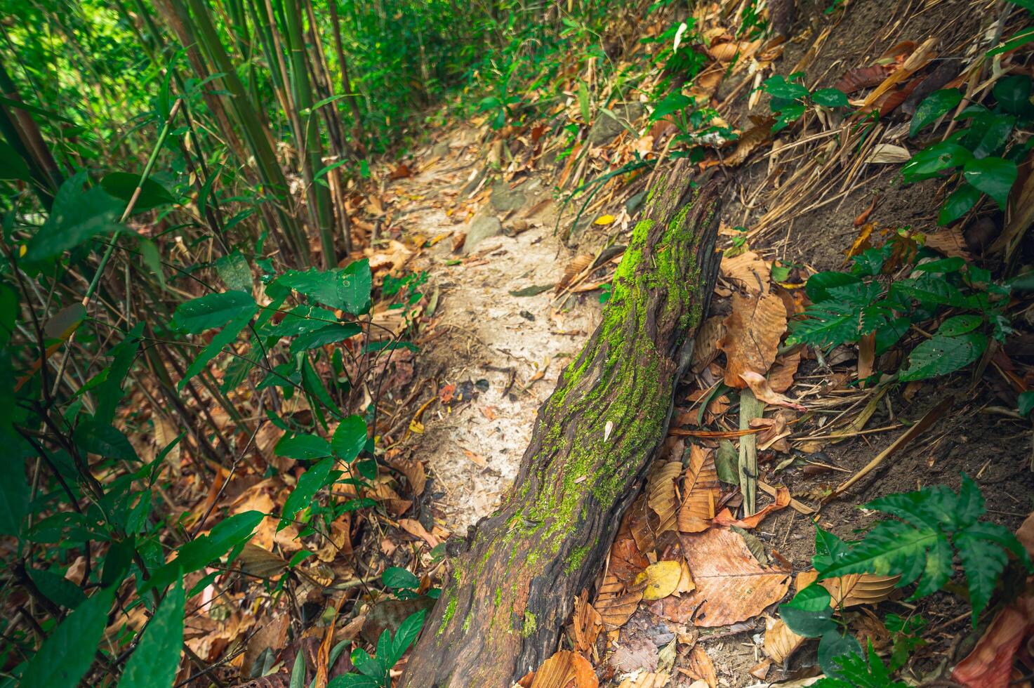 lussureggiante vegetazione forestale foto