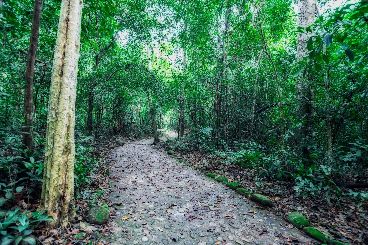 lussureggiante vegetazione della foresta tropicale foto