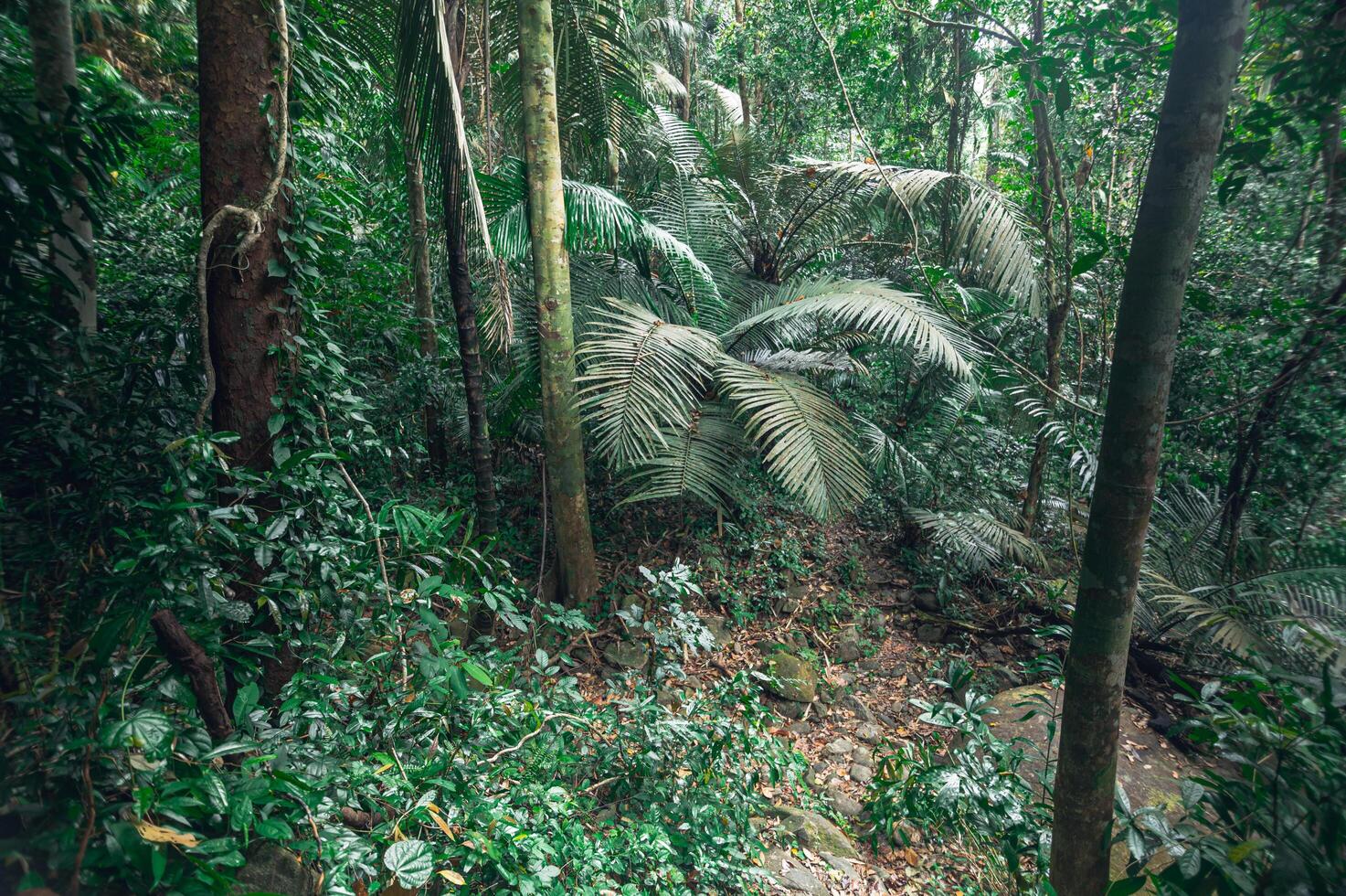 lussureggiante vegetazione della foresta tropicale foto