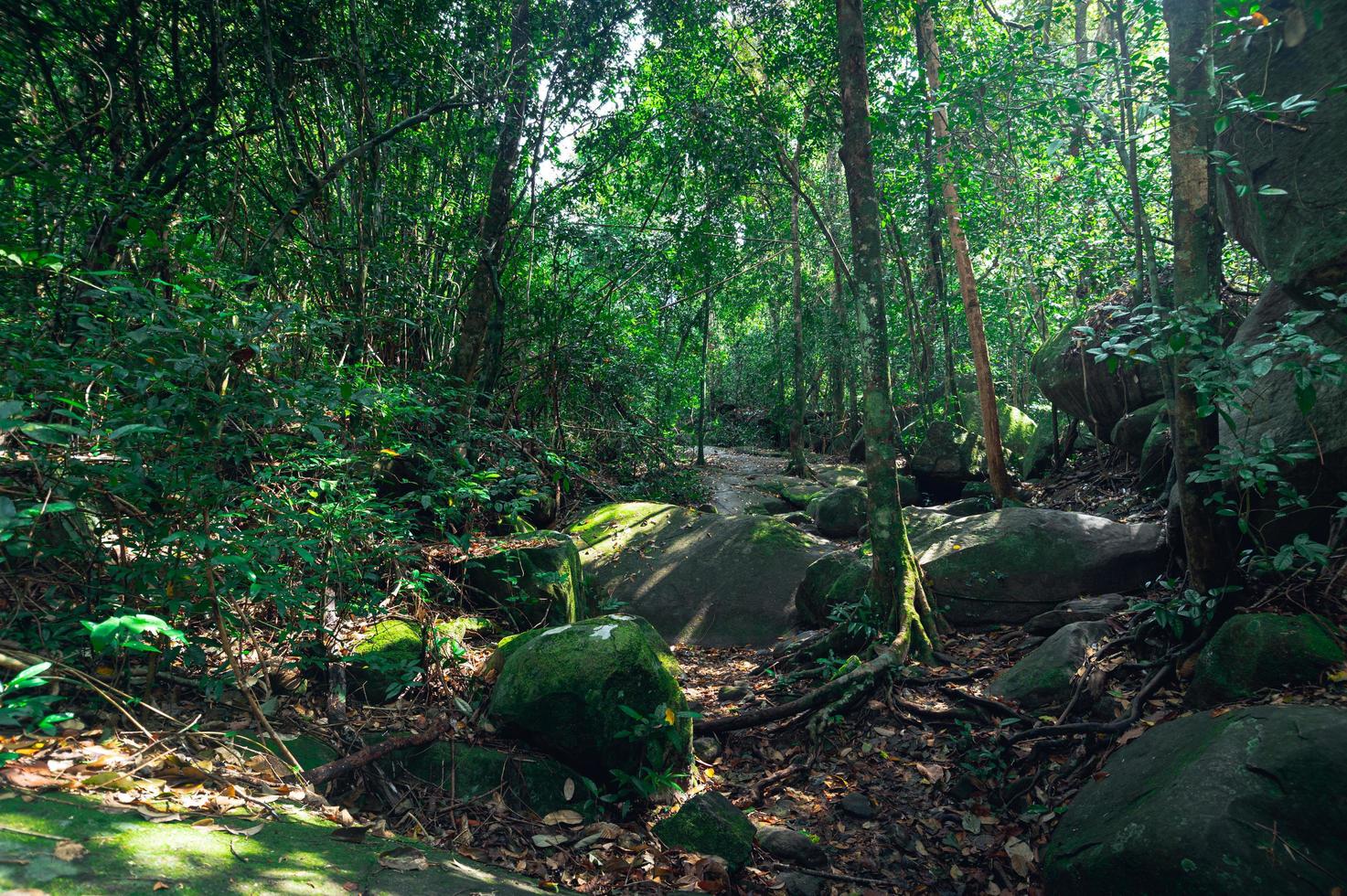 lussureggiante vegetazione forestale foto