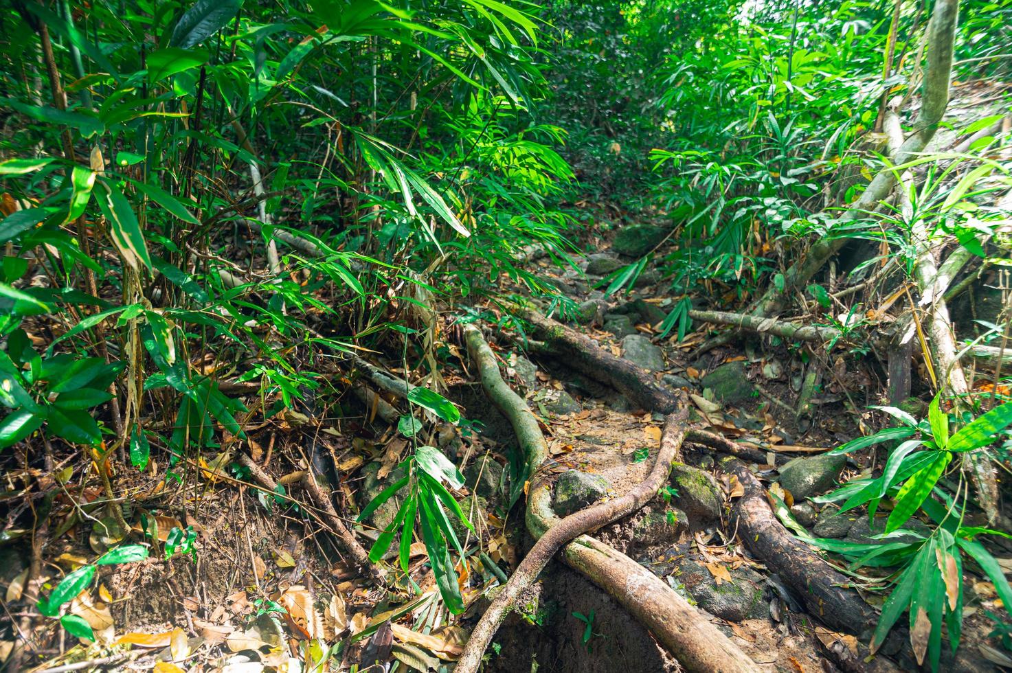 lussureggiante vegetazione della foresta tropicale foto