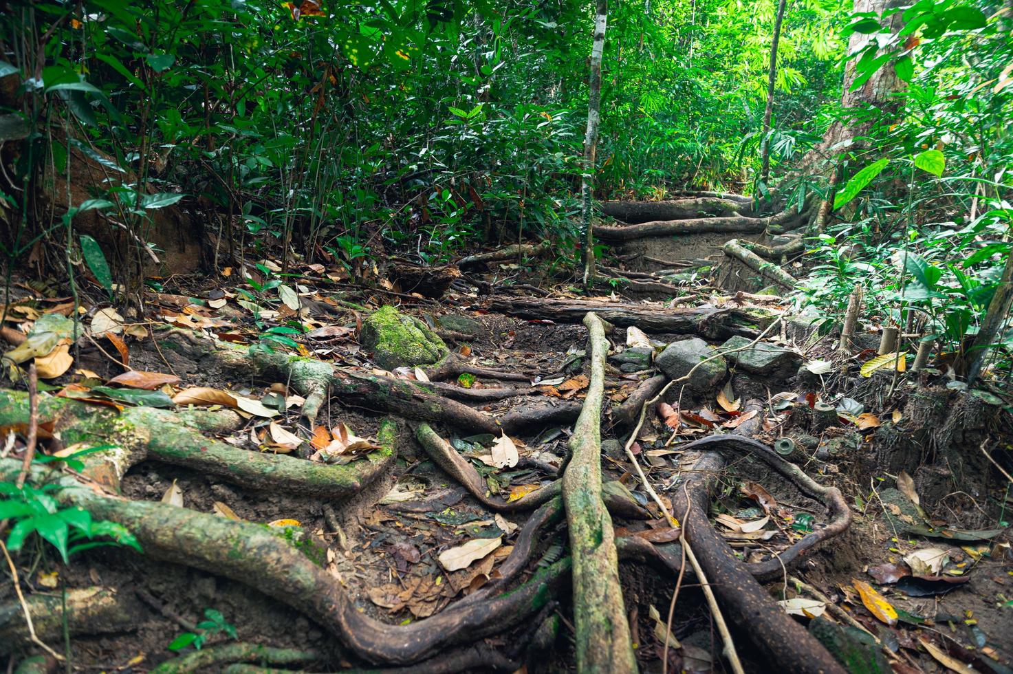 lussureggiante vegetazione forestale foto