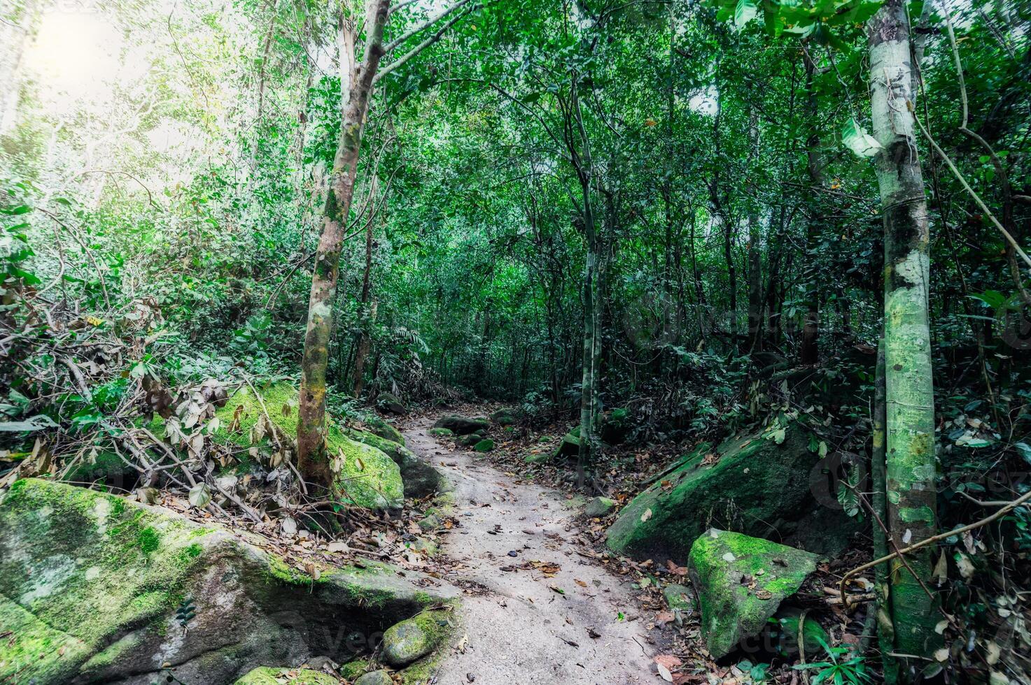 rocce e vegetazione lussureggiante della foresta tropicale foto