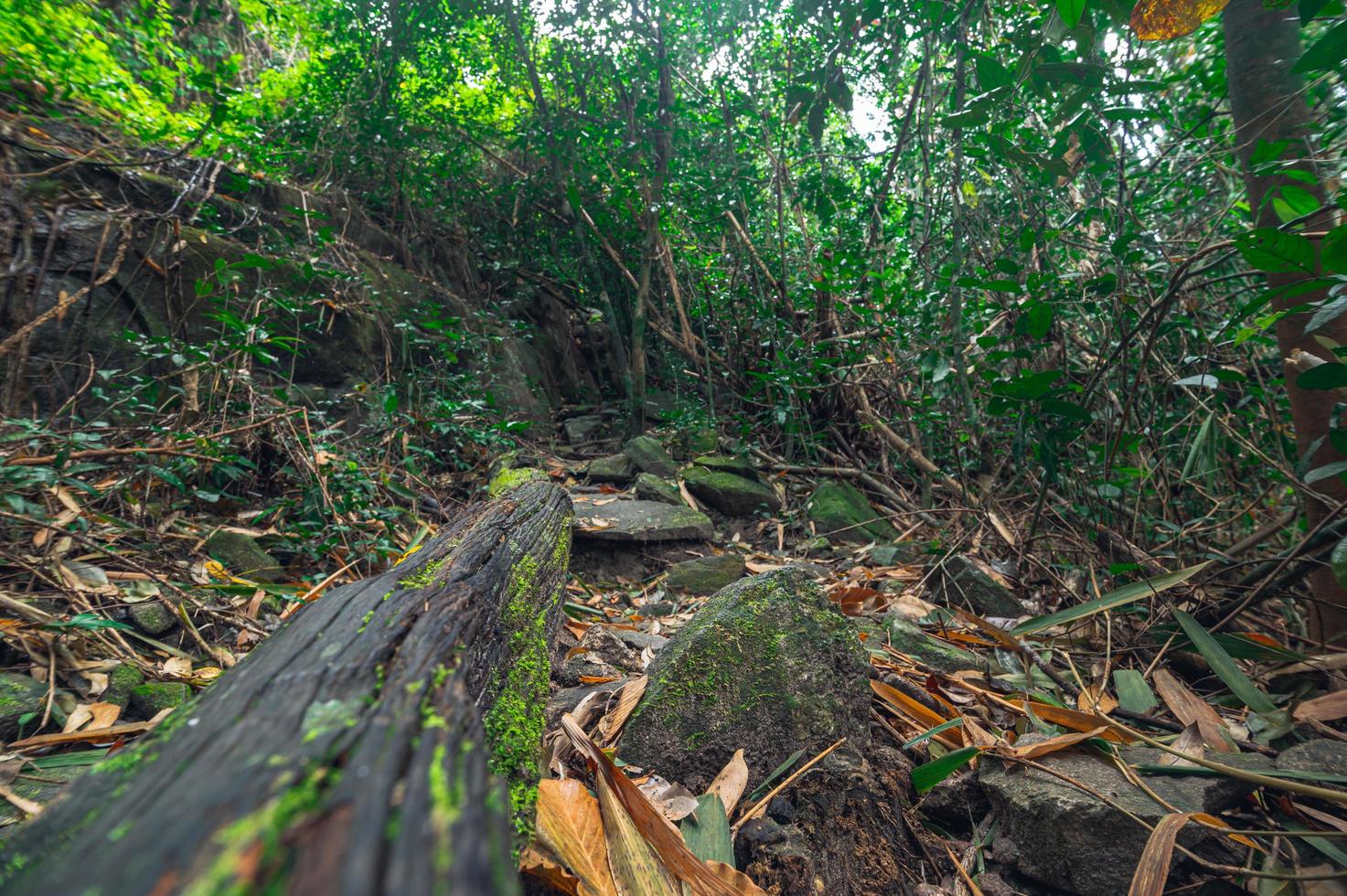 lussureggiante vegetazione della foresta tropicale foto