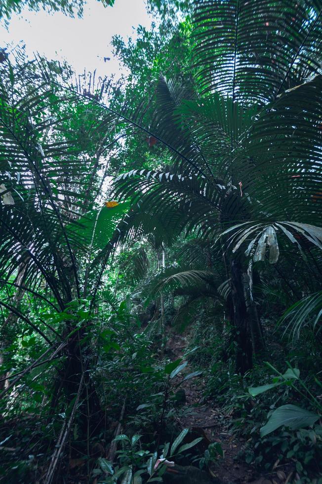 lussureggiante vegetazione della foresta tropicale foto