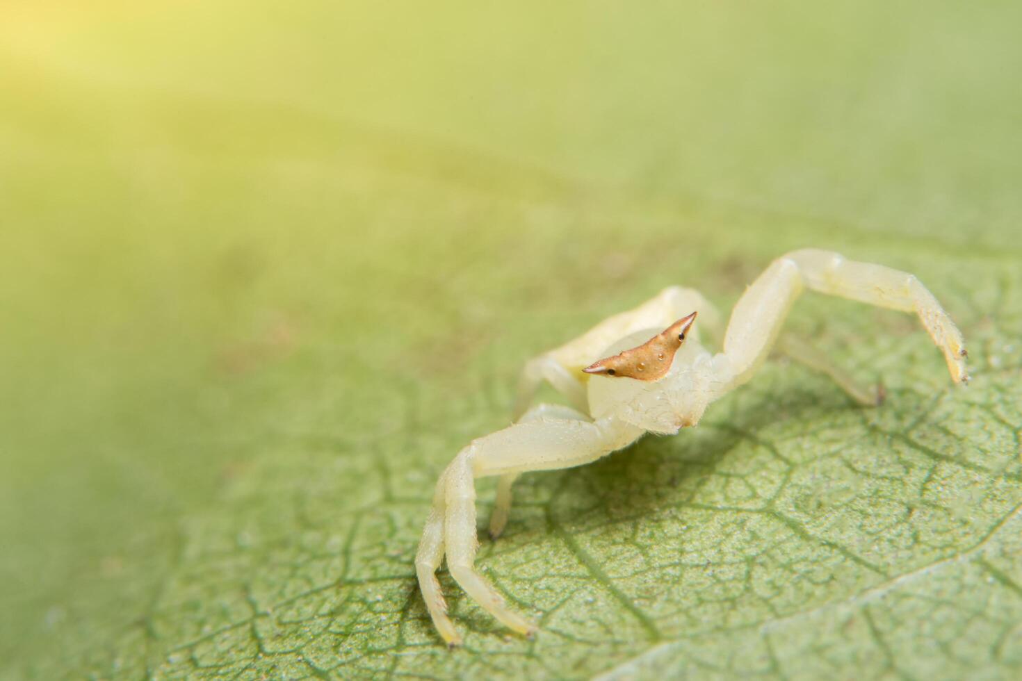 ragno su una foglia verde foto