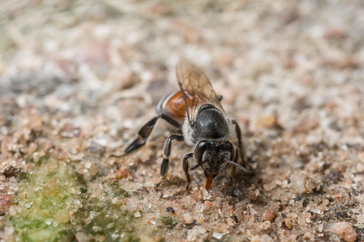 ape che si alimenta sul terreno foto