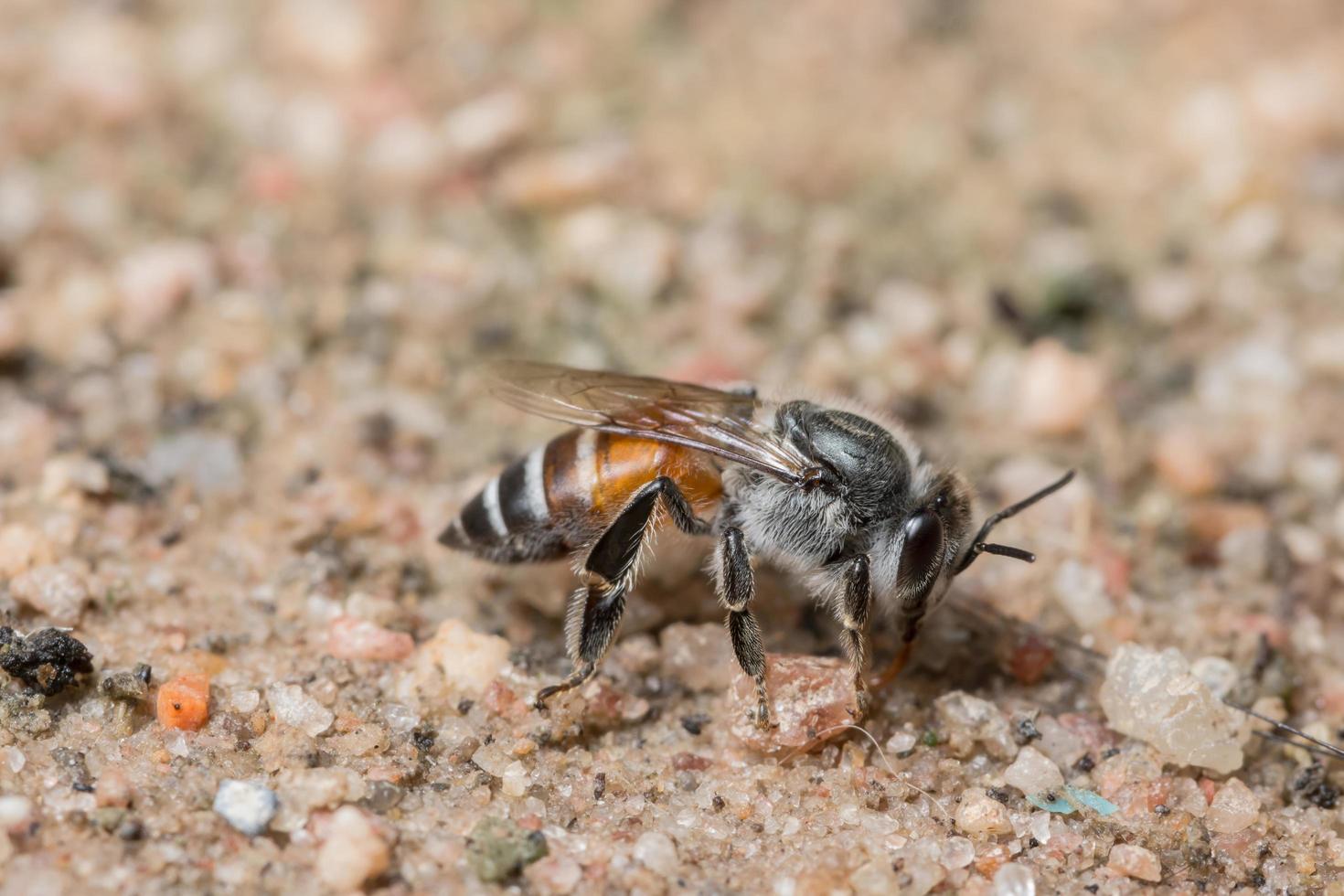 ape che si alimenta sul terreno foto