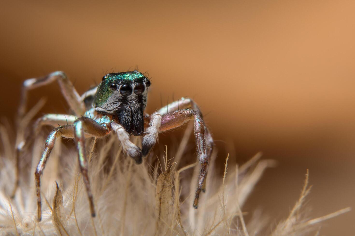 ragno marrone su un fiore foto