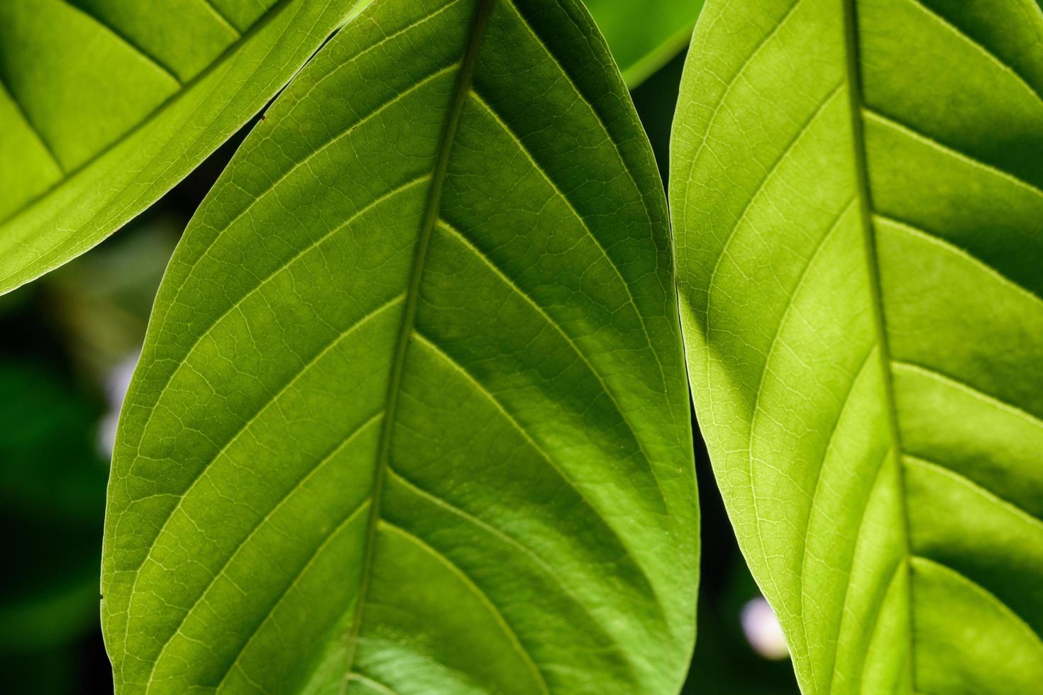 sfondo verde foglia, primo piano foto