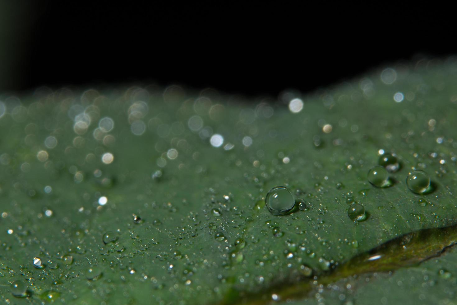 sfondo verde foglia foto