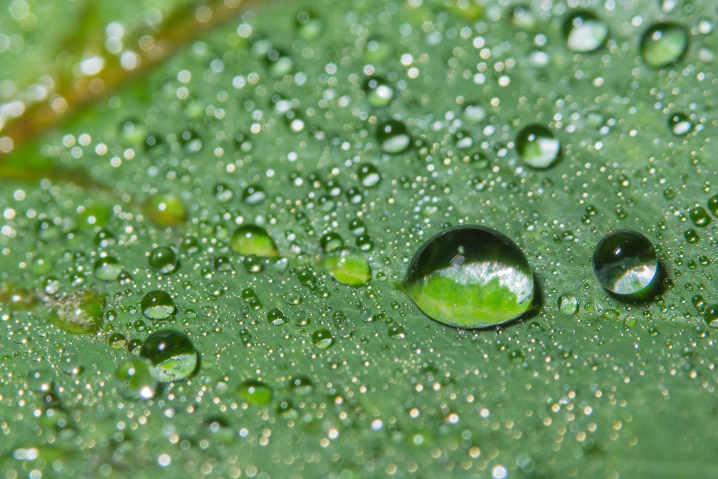 sfondo verde foglia foto