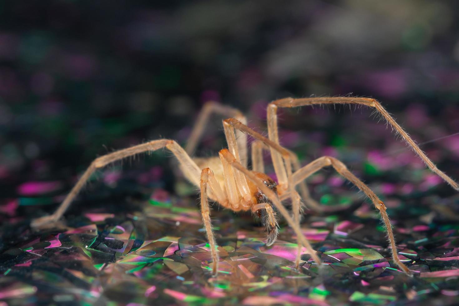 ragno su una superficie bagnata foto