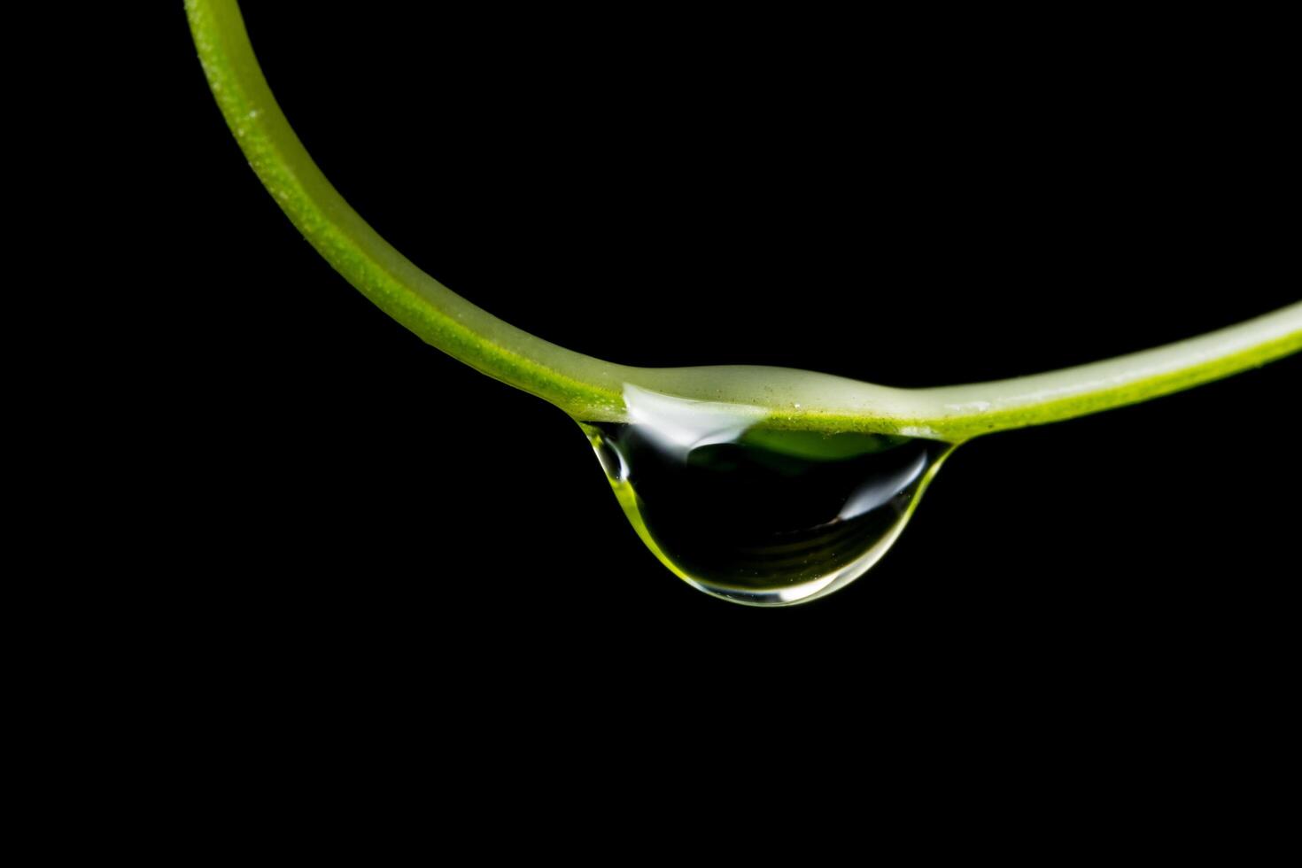 goccia d'acqua su una pianta foto