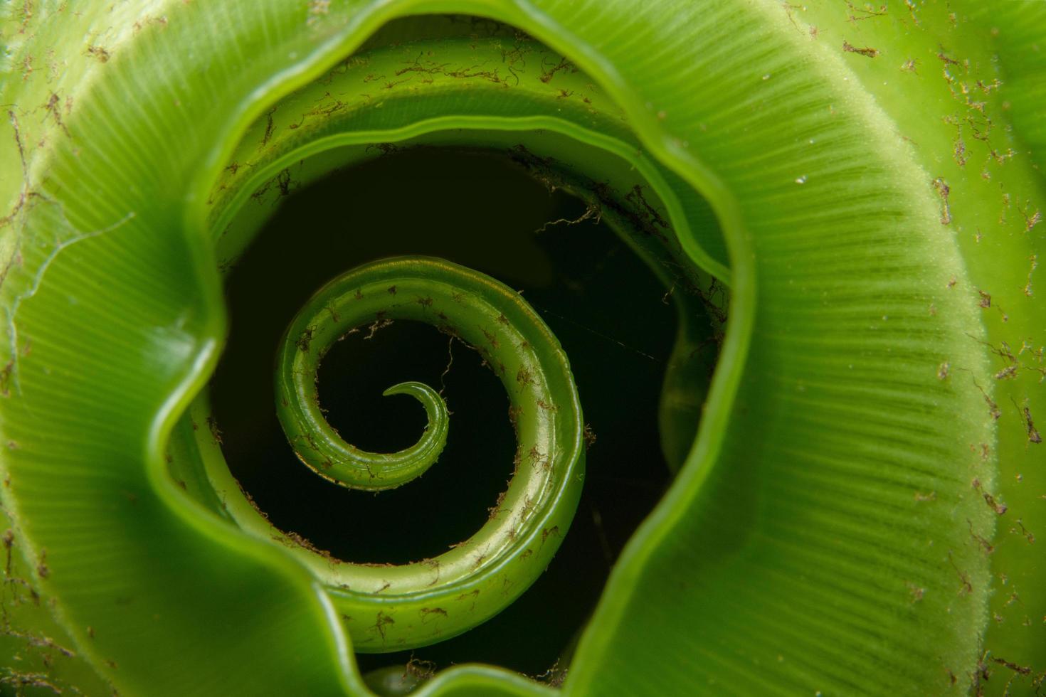 pianta verde su sfondo nero foto