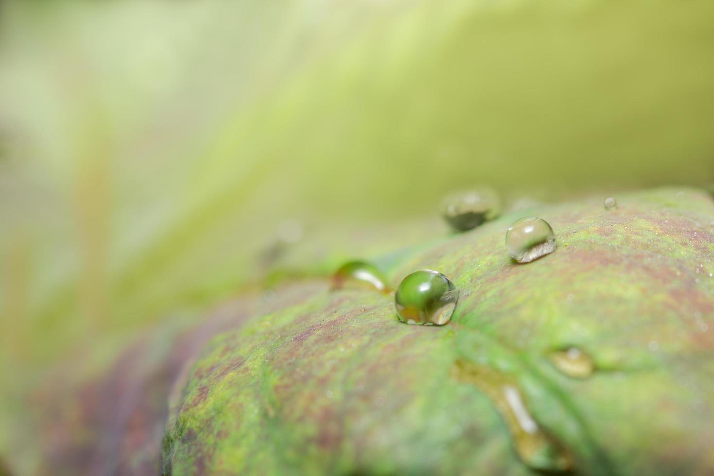 sfondo verde foglia foto