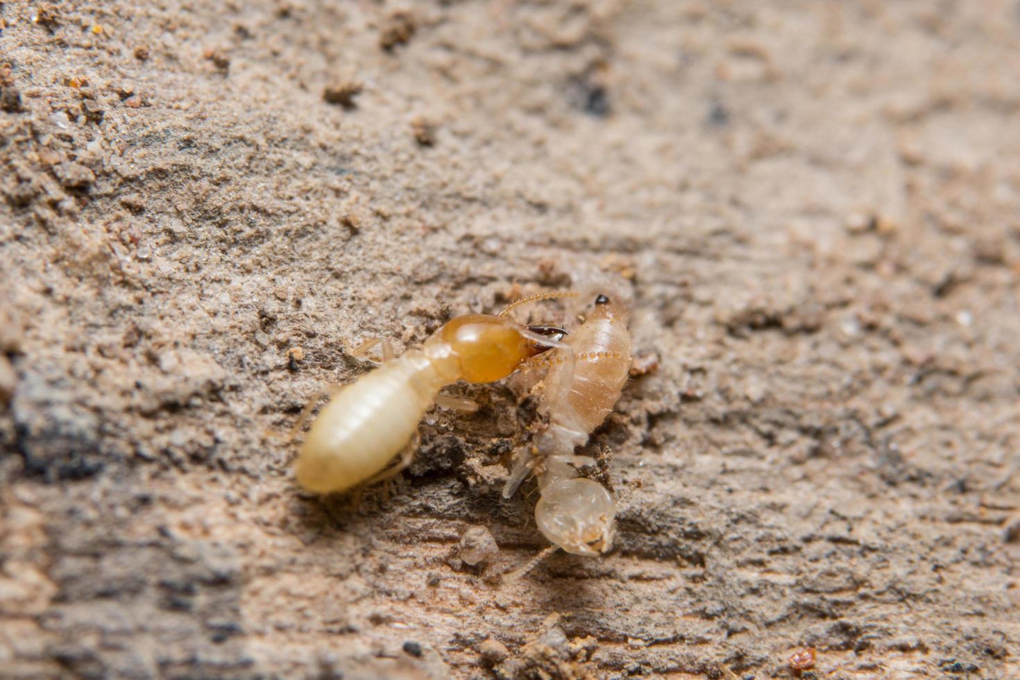 termiti, foto in primo piano