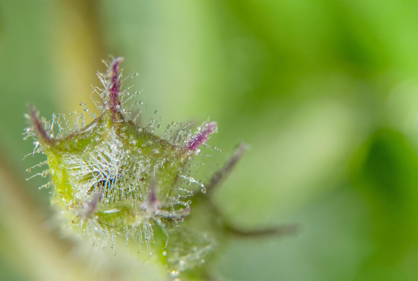 fiore di campo, foto in primo piano