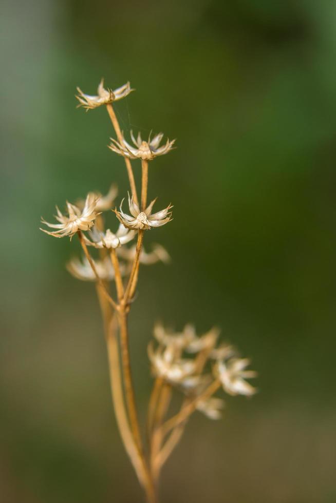 fiore di campo, foto in primo piano