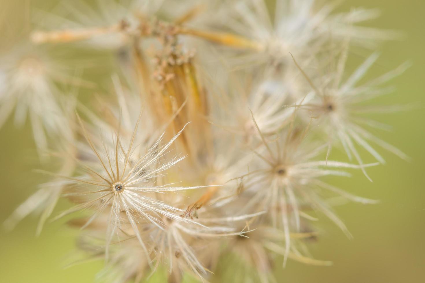 wildflower macro sfondo foto