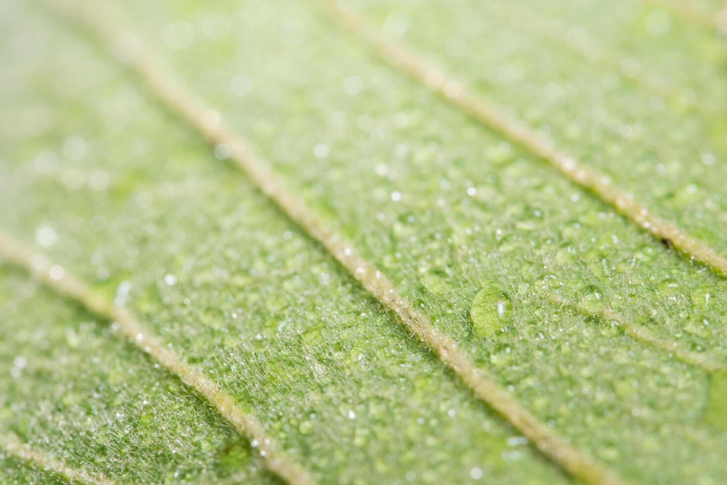 sfondo verde foglia, primo piano foto