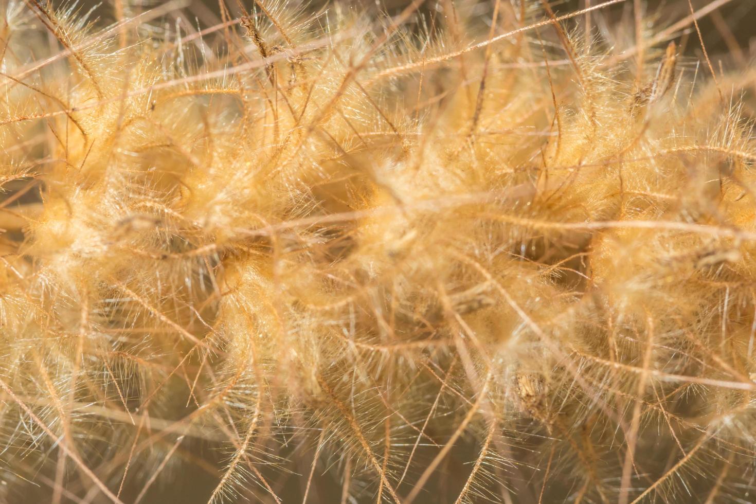 fiore di campo, foto in primo piano