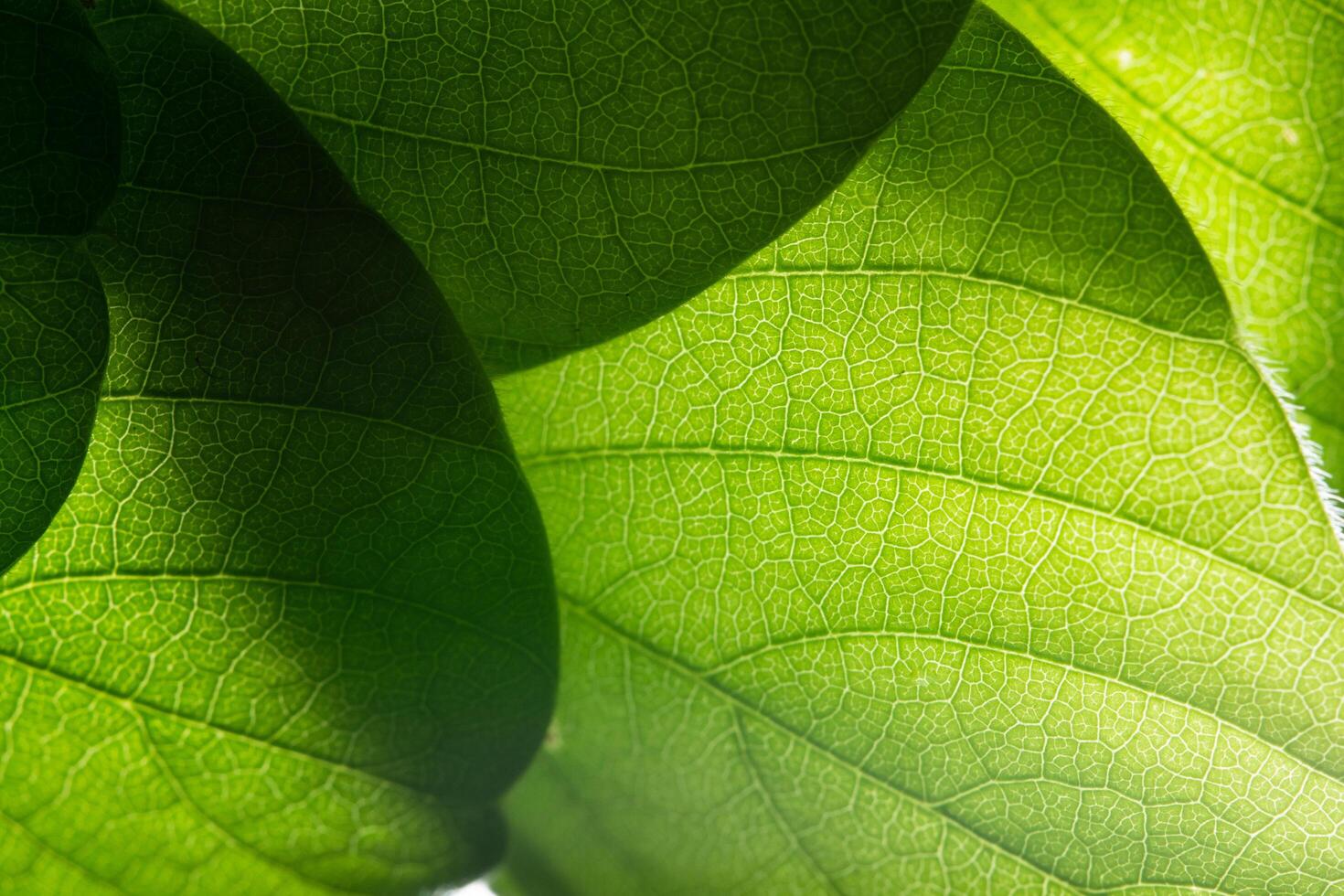 sfondo verde foglia, primo piano foto