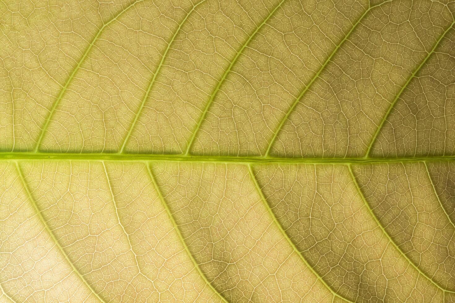 sfondo verde foglia foto