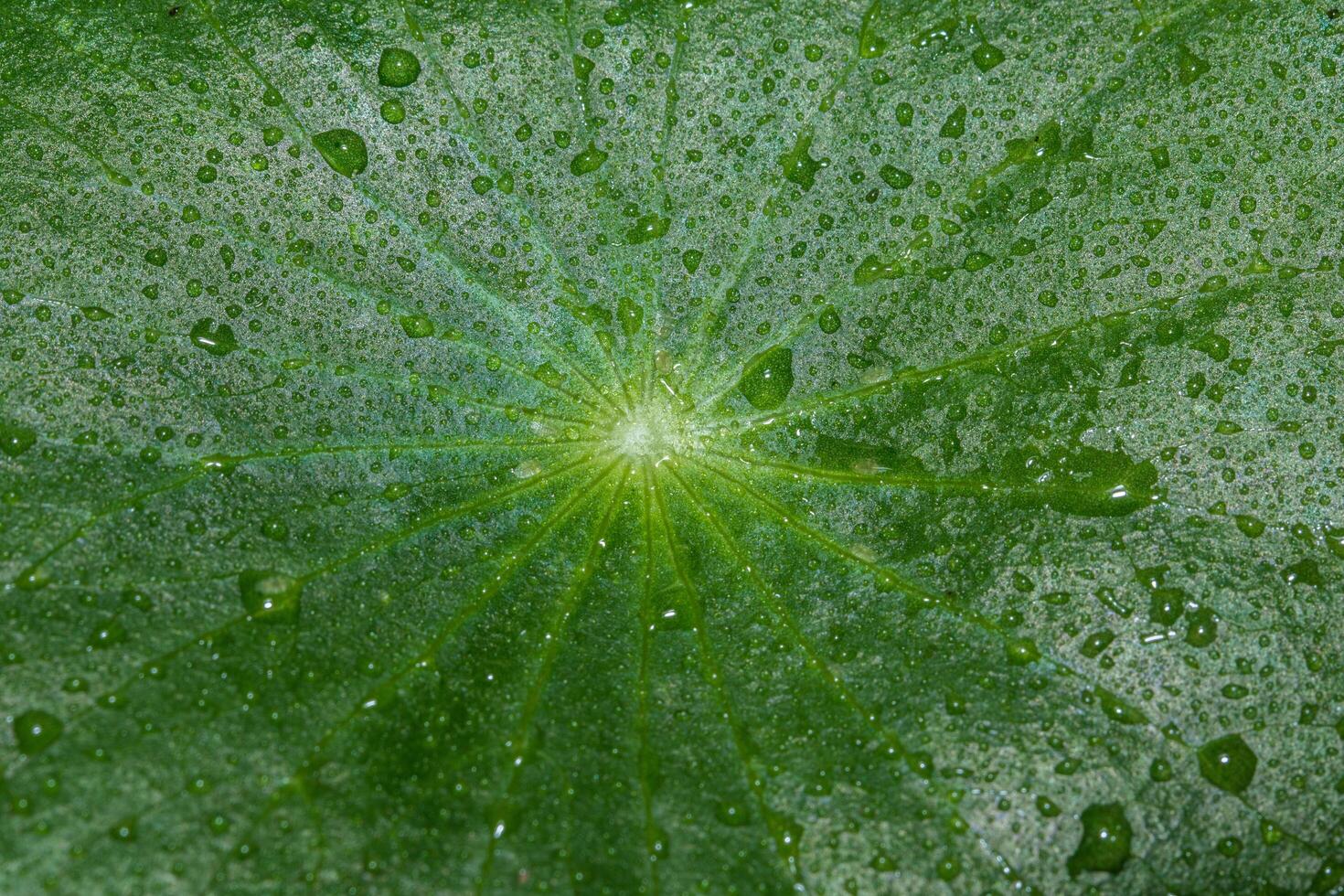 gocce d'acqua su una foglia verde foto